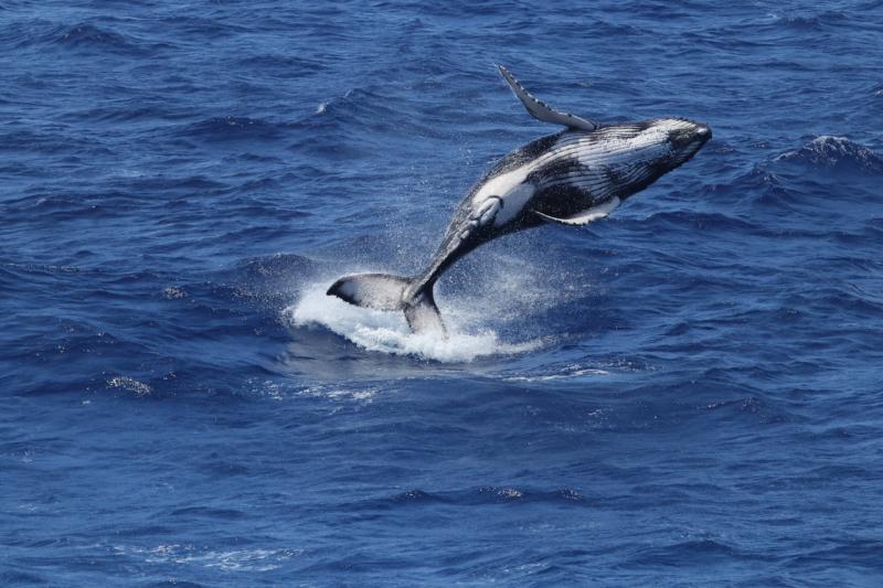 6000x4000_humpback_whale_breach_Marie_Hill.jpg