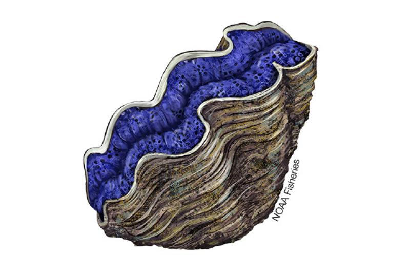 Giant Clam (Tridacna spp.) | NOAA Fisheries