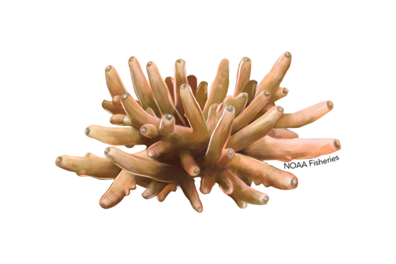 640x427-acropora-lokani.png