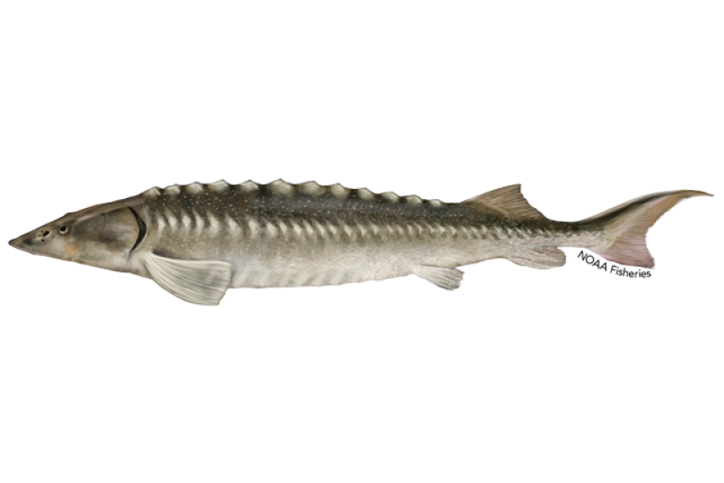 640x427-adriatic-sturgeon.png