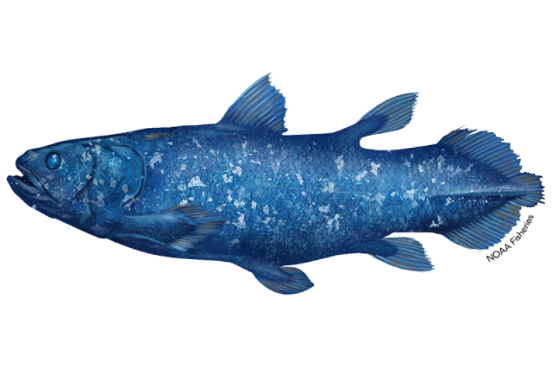 640x427-african-coelacanth.png