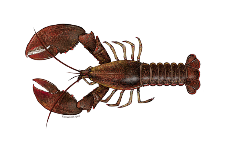 640x427-american-lobster.png
