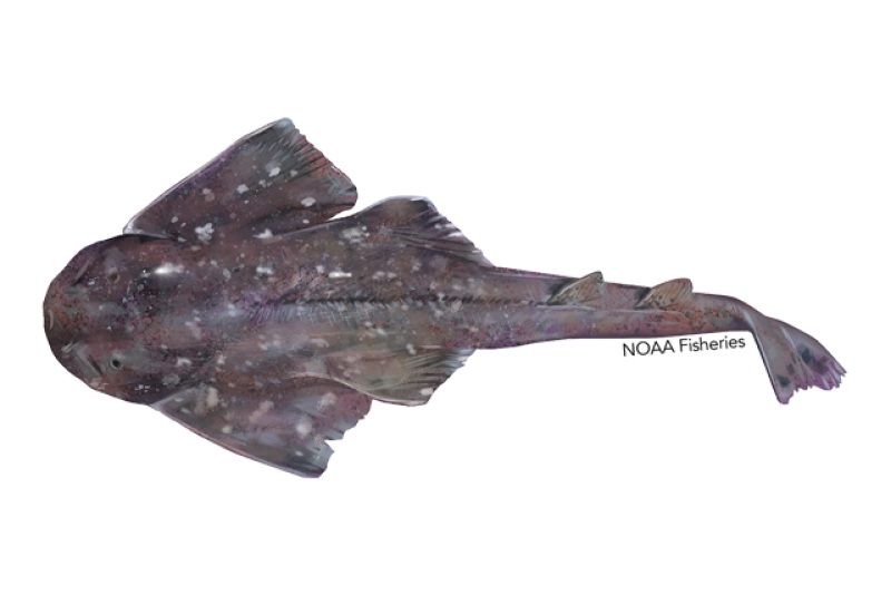 640x427-argentine-angelshark.png