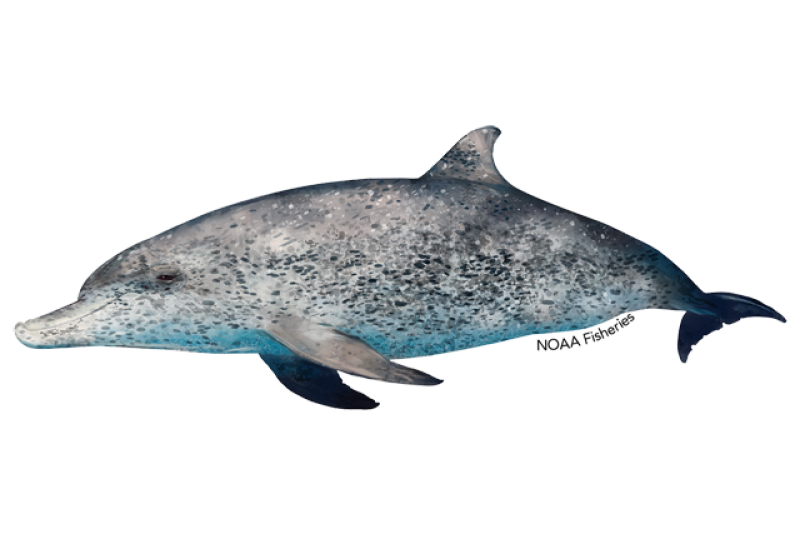 Side profile illustration of Atlantic spotted dolphin. Credit: Jack Hornady.