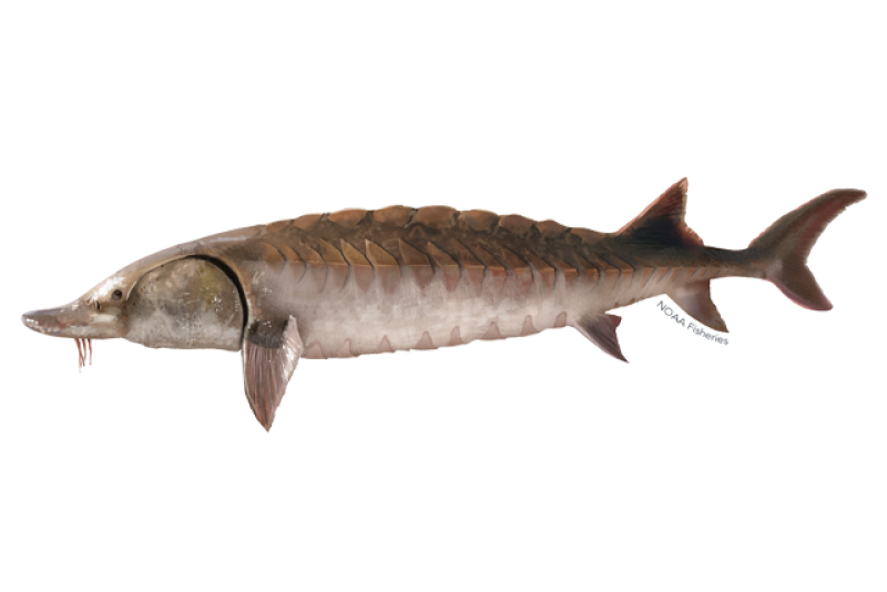 A color drawing of an Atlantic sturgeon