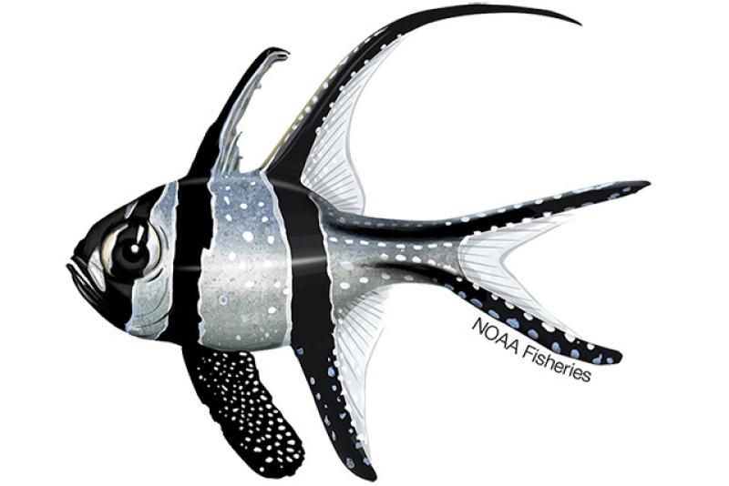 640x427-Banggai-Cardinalfish.jpg