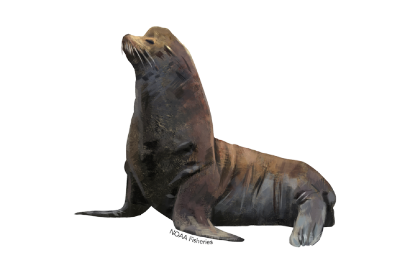 California Sea Lion | NOAA Fisheries