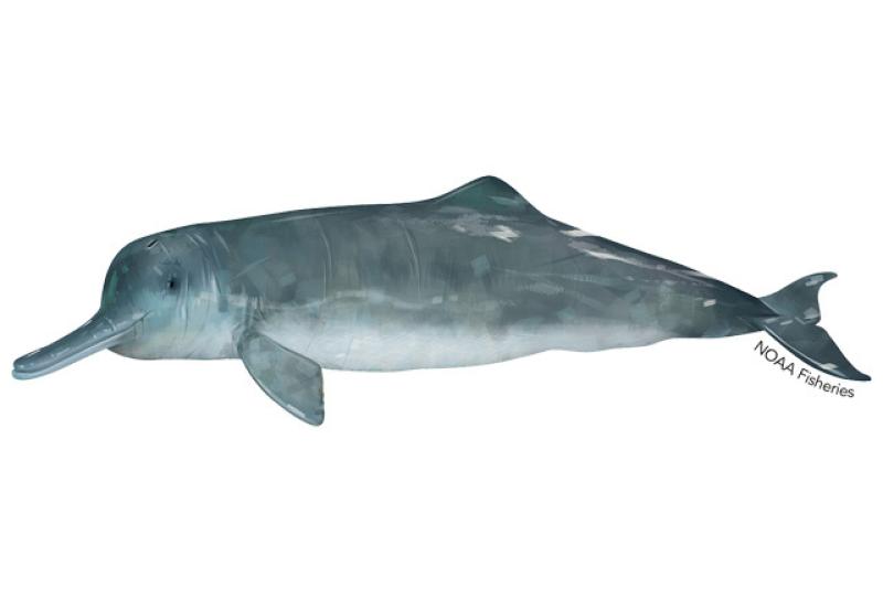 Chinese river dolphin image