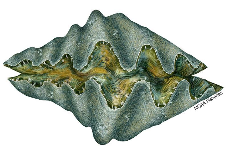 640x427-Clam_Hippopus_Hippopus.jpg