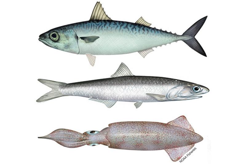 Color drawings of west coast pelagic species