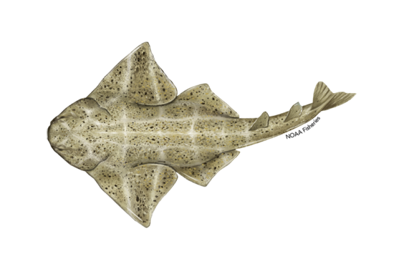 640x427-common-angelshark.png