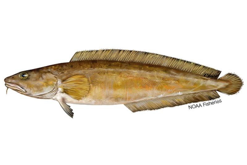 Side profile illustration of a cusk, a brownish yellow fish with a long, wide body.