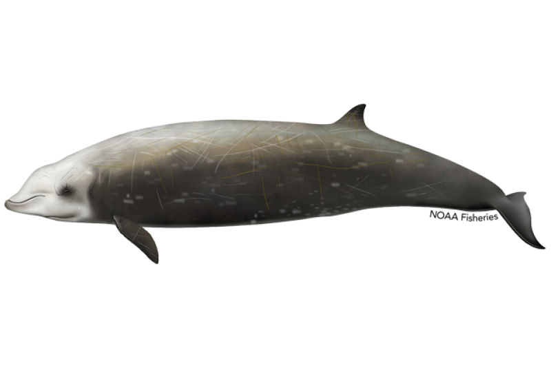 640x427-cuviers-beaked-whale.png