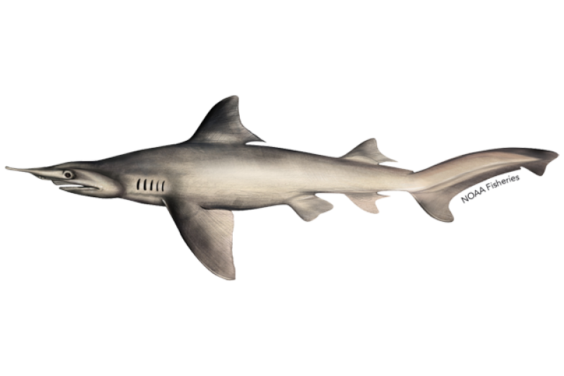 640x427-daggernose-shark.png
