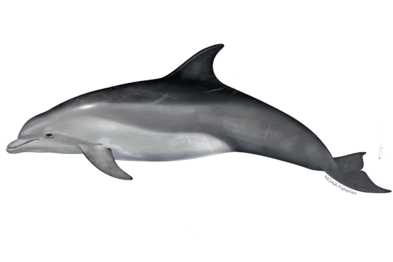 Image of Common Bottlenose Dolphin