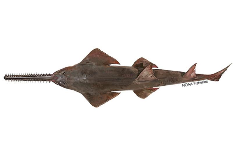 640x427-Dwarf-Sawfish.jpg