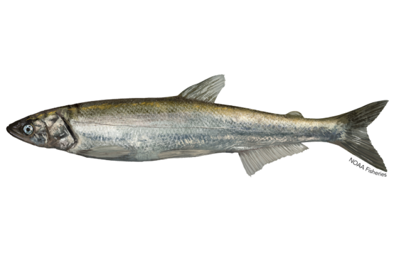 640x427-eulachon.png