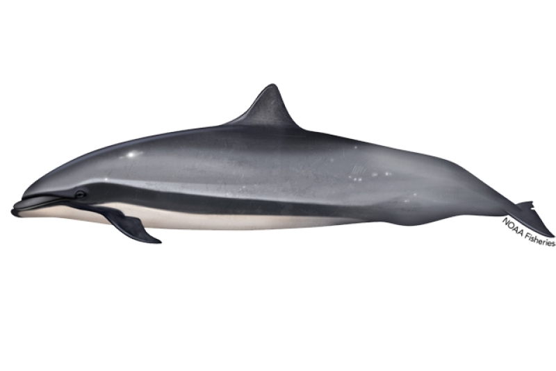 640x427-frasers-dolphin.png