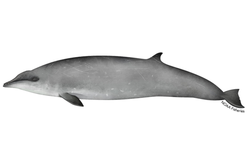640x427-gervais-beaked-whale.png