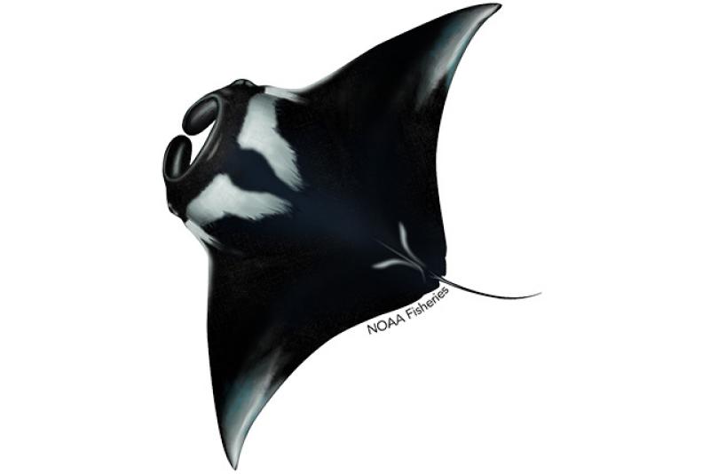 Mantenimiento Mar fusible Giant Manta Ray | NOAA Fisheries