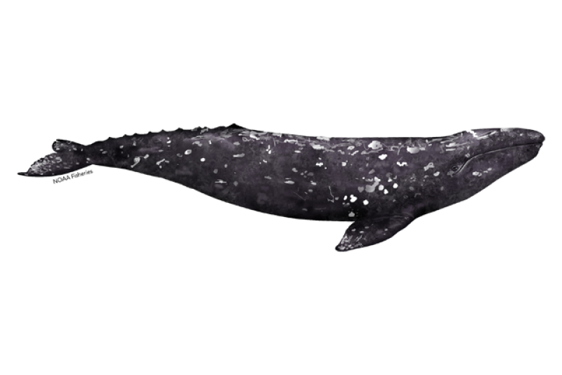 640x427-gray-whale.png