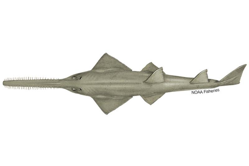 640x427-Green-Sawfish.jpg