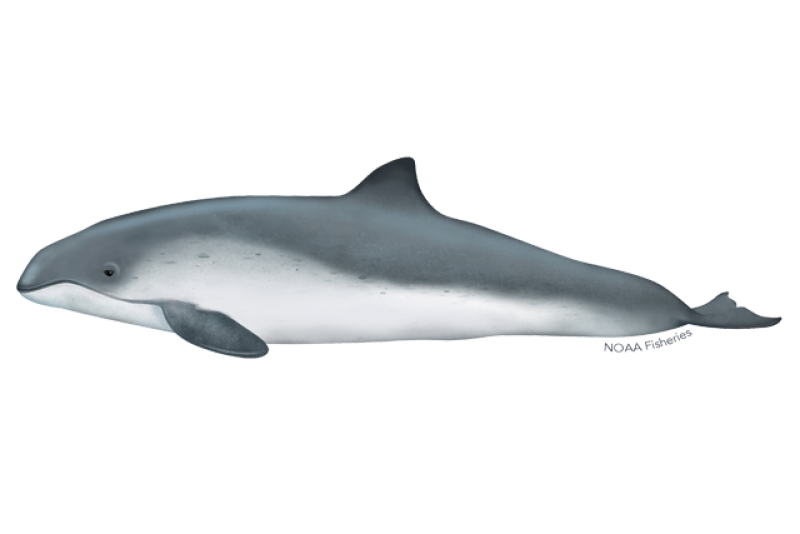 harbor porpoise illustration