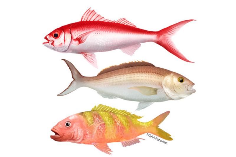 Onaga (Long-Tail Red Snapper), Opakapaka (Pink Snapper), and Gindai (Oblique-Banded Snapper) fish on a white background 