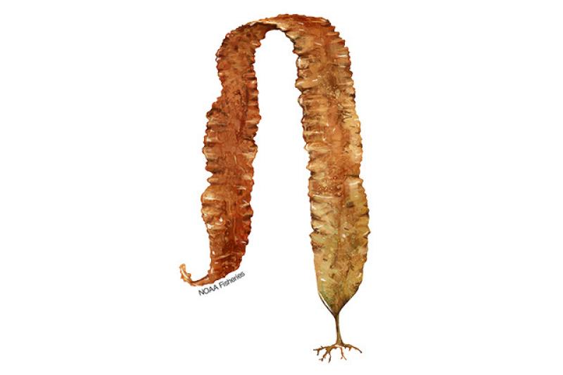 Illustration of a single, long, yellowish brown sugar kelp. Credit: NOAA Fisheries/Jack Hornady