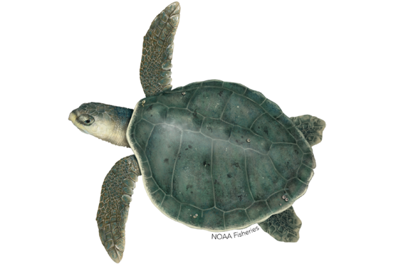 Tortue de Kemp (Lepidochelys kempii)