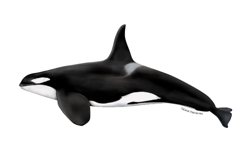 Drawing of a killer whale in profile