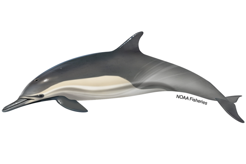 640x427-long-beaked-common-dolphin.png