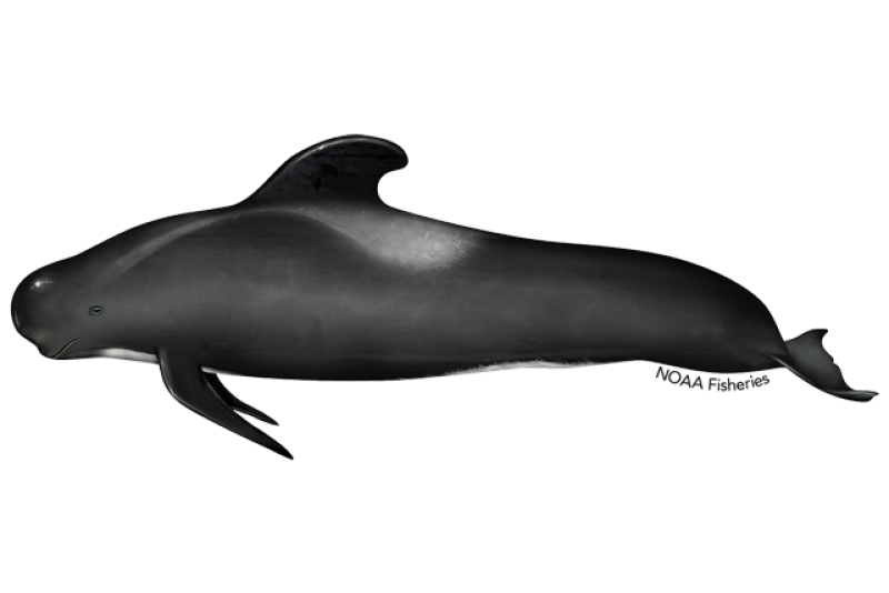 640x427-long-finned-pilot-whale.png
