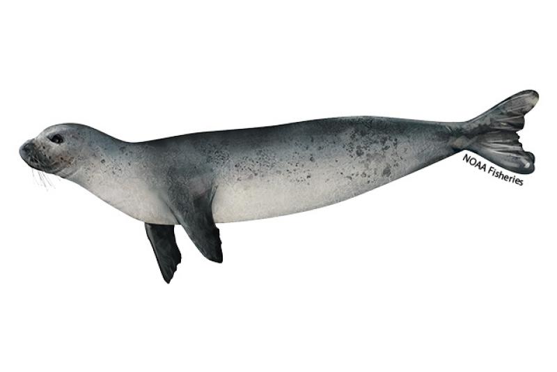 640x427-Mediterranean-monk-seal-juvenile.jpg