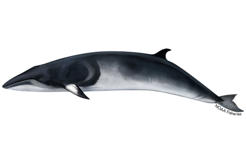 640x427-minke-whale.png