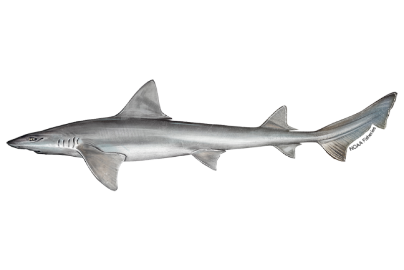 640x427-narrownose-smoothhound-shark.png