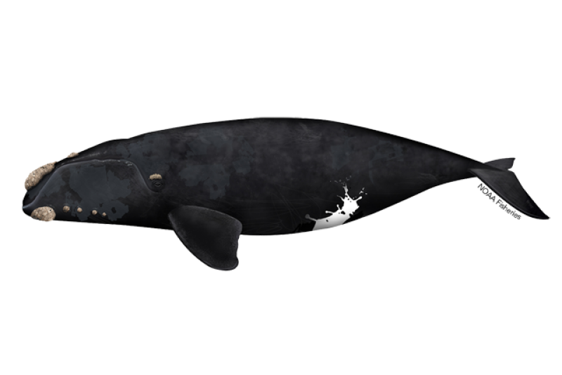 North Pacific right whale illustration