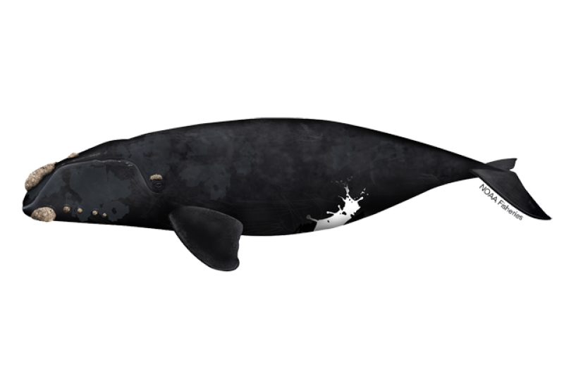 North Atlantic Right Whale | NOAA Fisheries