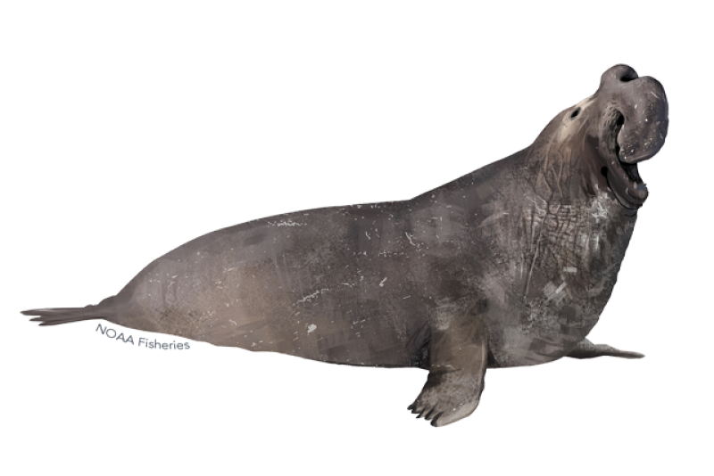 Northern Elephant Seal | NOAA Fisheries
