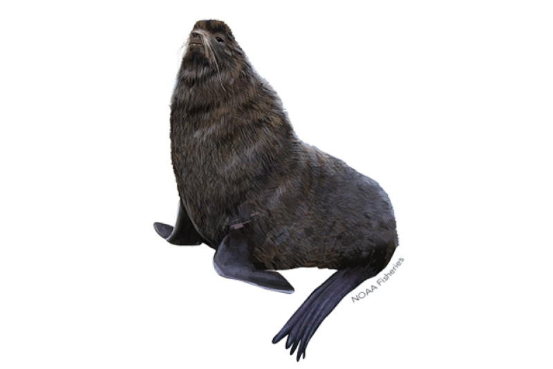 northern fur seal illustration
