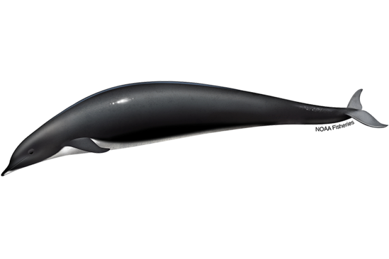 640x427-northern-right-whale-dolphin.png