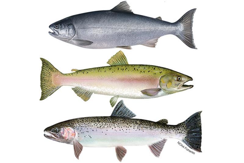 Drawings of three types of salmon