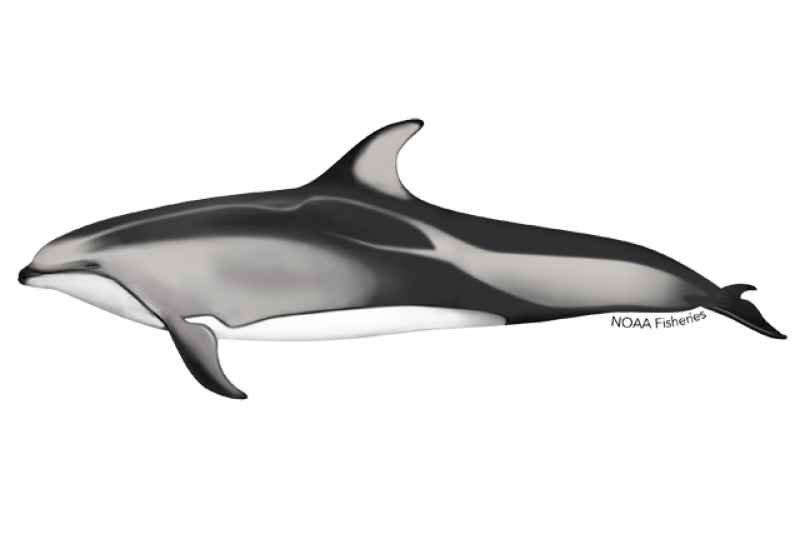 640x427-pacific-white-sided-dolphin.png