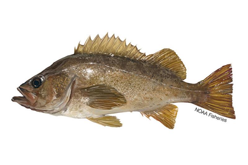 Yellowtail Rockfish