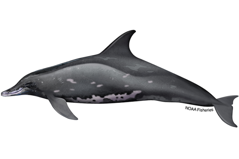 640x427-rough-toothed-dolphin.png
