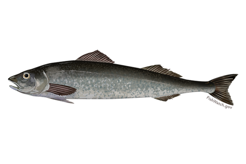 Profile drawing of a sablefish