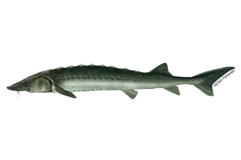 640x427-Sakhalin-Sturgeon.jpg