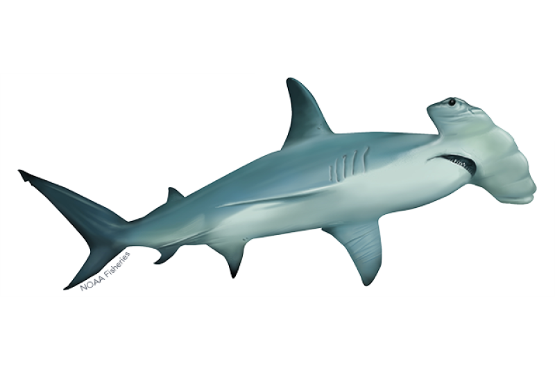 640x427-scalloped-hammerhead.png