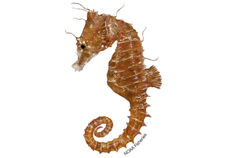 640x427-Seahorse_Dwarf.jpg