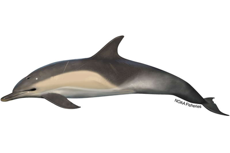 640x427-short-beaked-common-dolphin.png